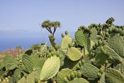 eilandhoppen la palma 