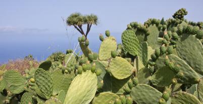 eilandhoppen la palma .jpg.thumb.cache.thumb.cache.thumb.c
